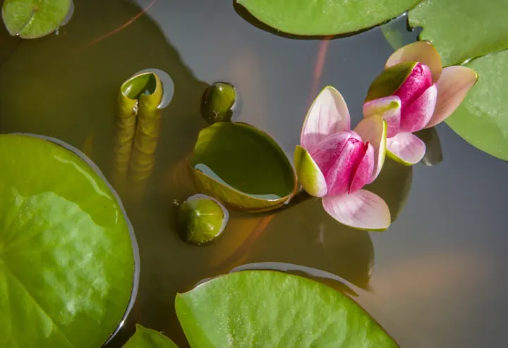 A pink lotus among lily pads