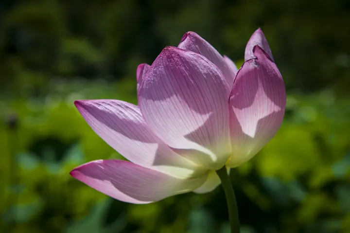 A pink lotus flower