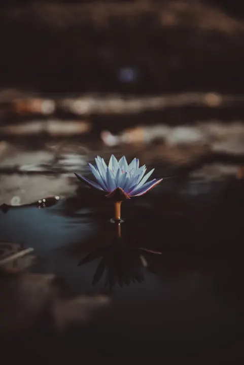 A single lotus flower floating on dark water